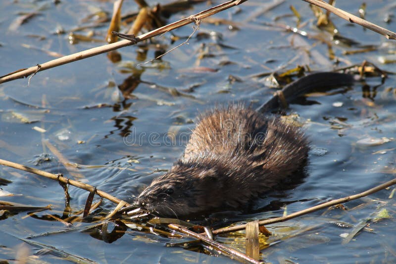 Bisamratte Oder Ondatra Zibethicus Im Wasser Stockfoto Bild von wild