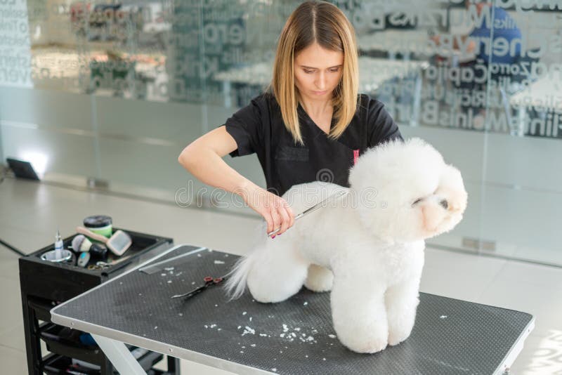 Bischon-frites på en hunds grooming salon arkivfoton