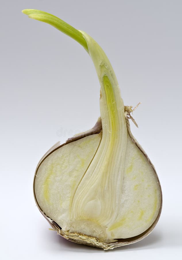 Ajo chino germinado 3 foto de archivo. Imagen de planta 36347214
