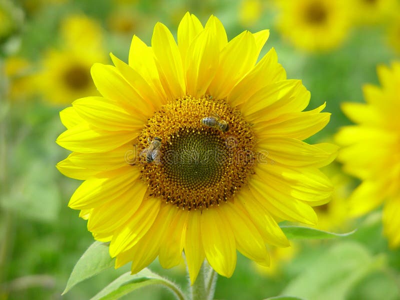 Download Bisolros arkivfoto. Bild av green, sommar, solros, trädgård - 26586