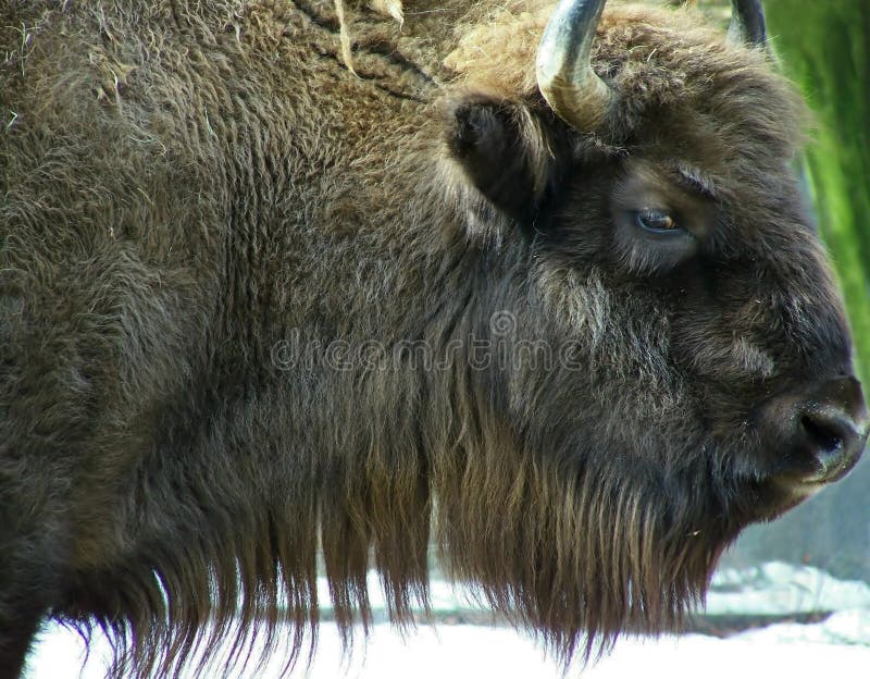 Bison stock photo. Image of country, horns, animal, wisent 13220602