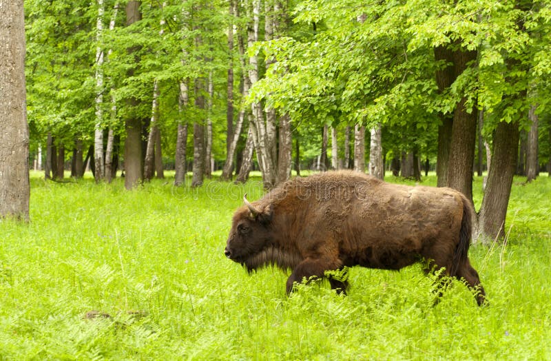 Bison