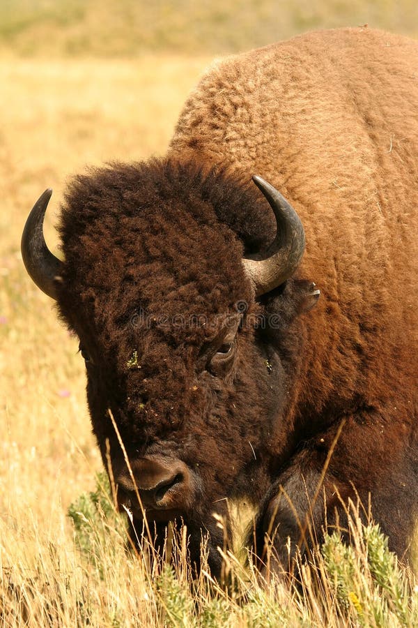 Bison