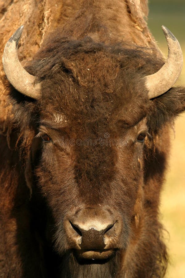 Bison