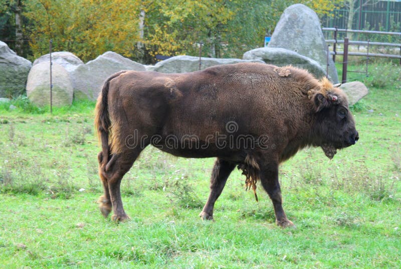 Bison 2 stock image