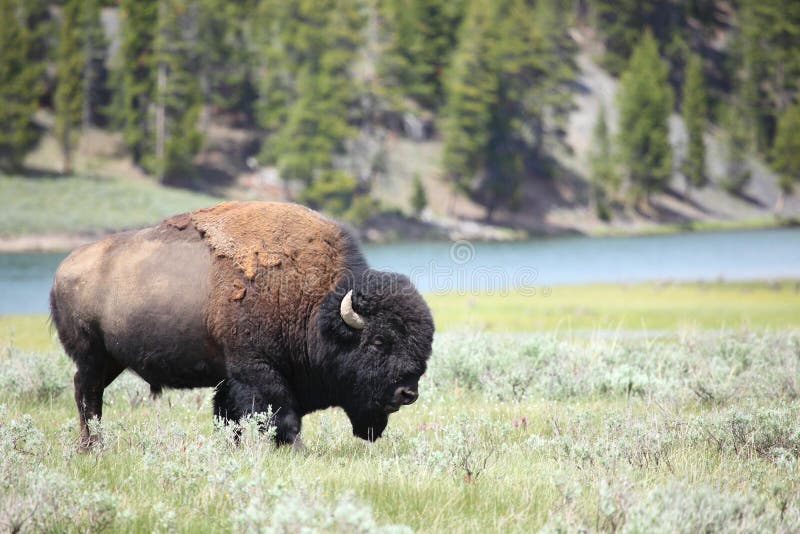 Bison stock photography