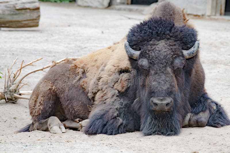 Bison - American Buffalo- Zoo Cologne