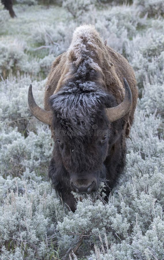 Bison approaching viewer through sagebrush royalty free stock photo