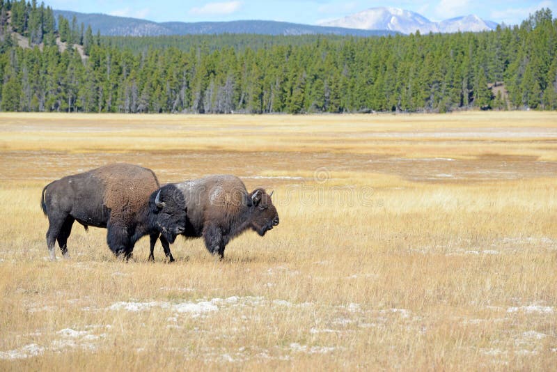 Bison Dans Les Prairies Du Parc National De Yellowstone Au Wyoming