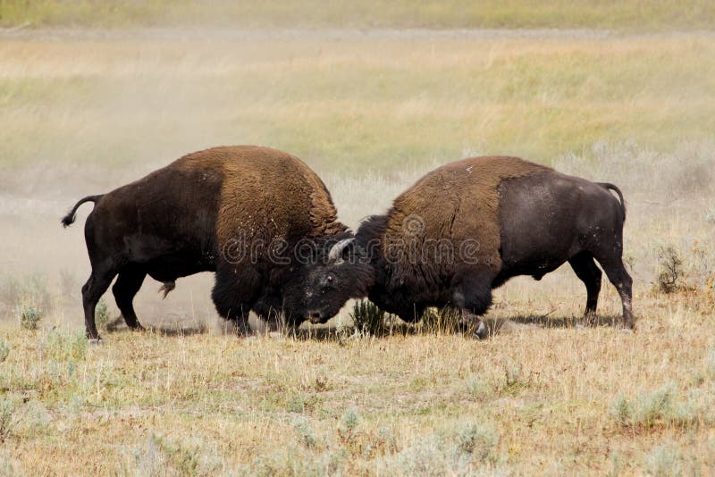 Bison Driver Download Bison Driver Download