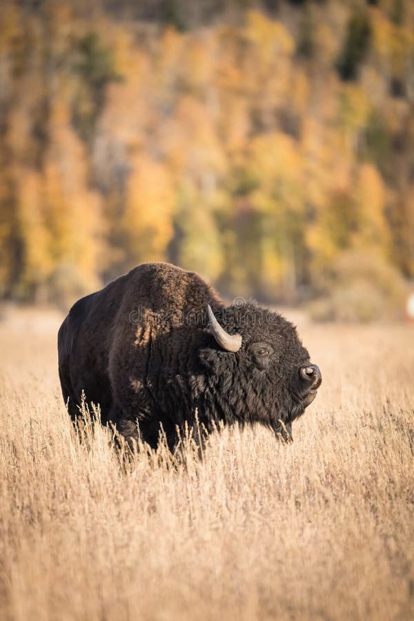 Bison Bison, American Bison Stock Image - Image of back, autumn: 169420163