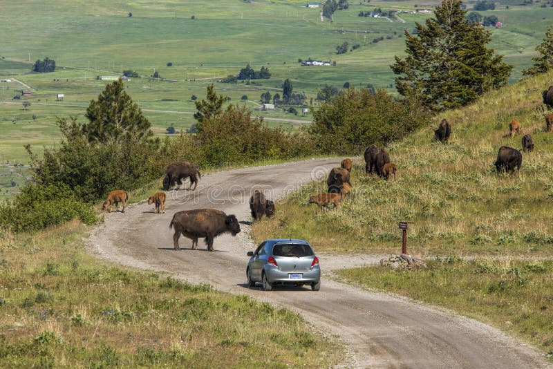 Bison blocks cars path.