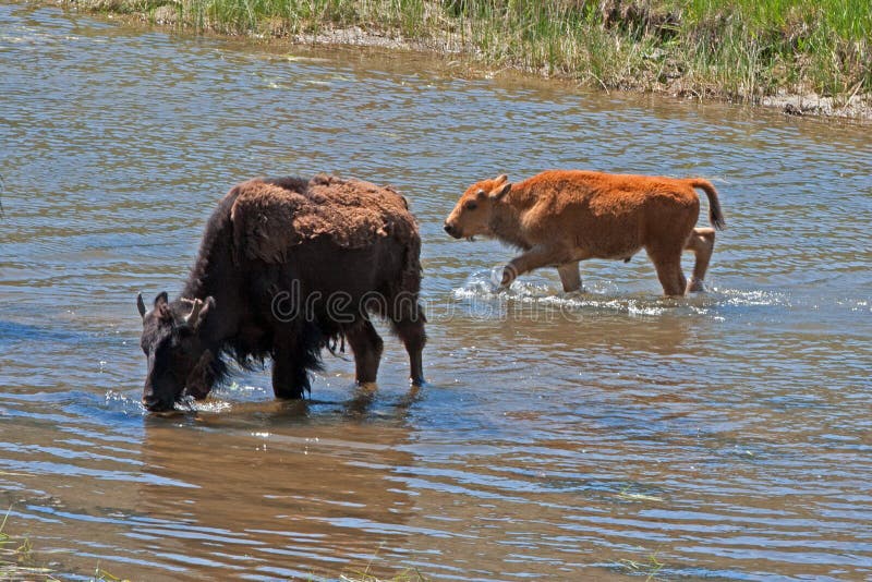 Bison Buffalo Cow crossing river with Calf in Yellowstone National Park stock photography Bison Buffalo Cow crossing river with Calf in Yellowstone National Park stock photography
