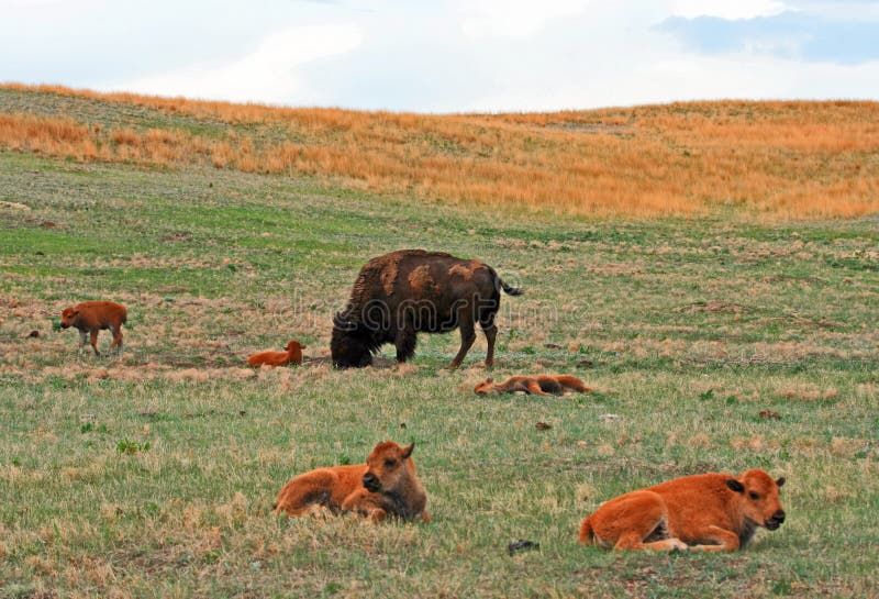 Bison Buffalo Cow met babyholen in Custer State Park royalty-vrije stock foto Bison Buffalo Cow met babyholen in Custer State Park royalty-vrije stock foto