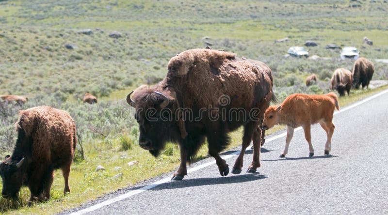 Bison Buffalo cow mother with baby calf crossing road with herd in the Lamar Valley of Yellowstone National Park in Wyoming USA