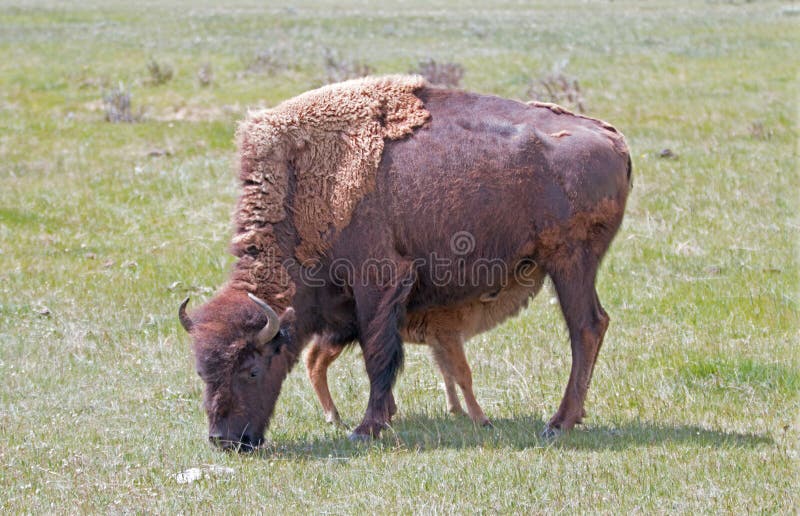 Bison Buffalo cow mother with nursing baby calf in the Lamar Valley of Yellowstone National Park in Wyoming USA