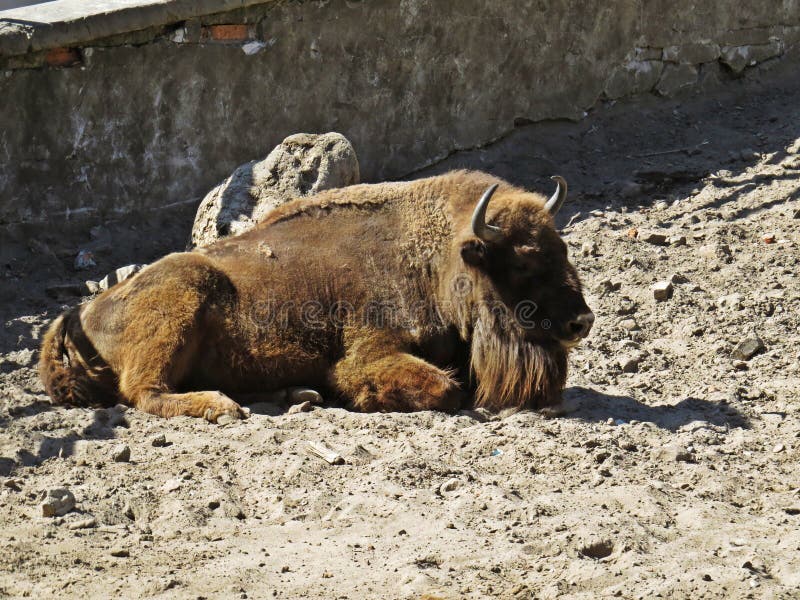 Bison Buffalo Lying op een Vuil Grond en het Ontspannen royalty-vrije stock fotografie Bison Buffalo Lying op een Vuil Grond en het Ontspannen royalty-vrije stock fotografie