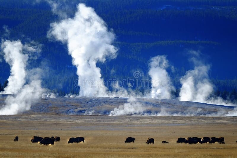 Bison Buffalo in Yellowstone with Steam and Geysers in Background royalty free stock photos Bison Buffalo in Yellowstone with Steam and Geysers in Background royalty free stock photos