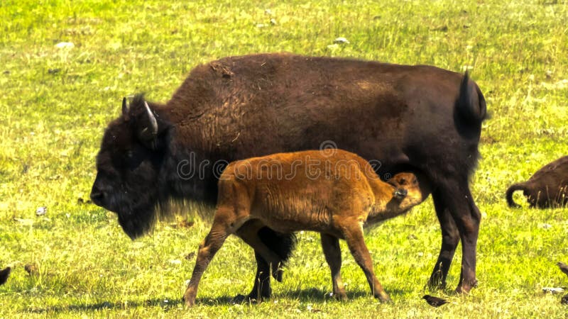 Bison calf suckling from its mother in yellowstone