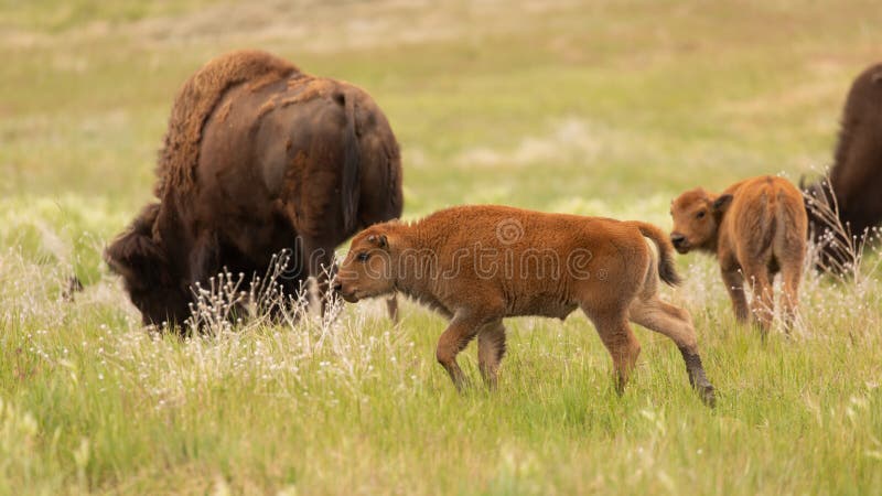 Bison calves and cows in a green field