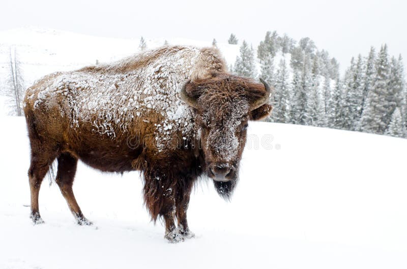 Bison Covered in Snow, Yellowstone National Park