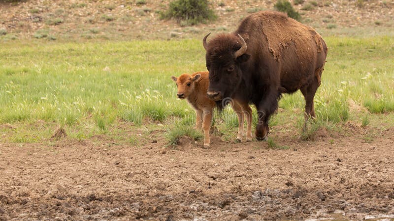 Bison cow and calf walking towards camera
