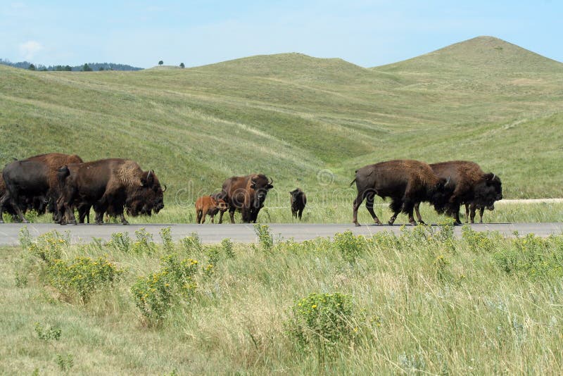 Bison in Custer State Park, South Dakota