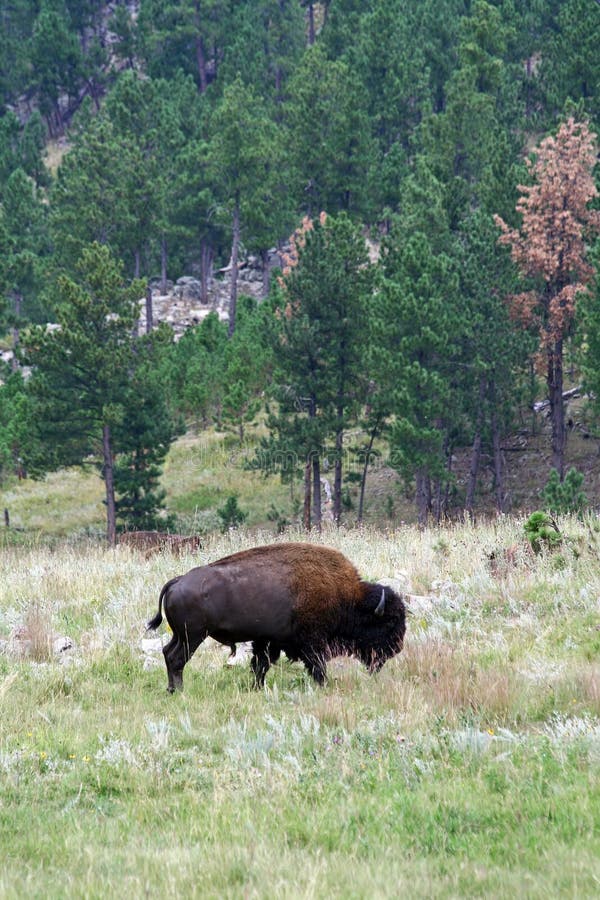 Bison in Custer State Park, South Dakota Stock Image Image of field, buffalo 21789433