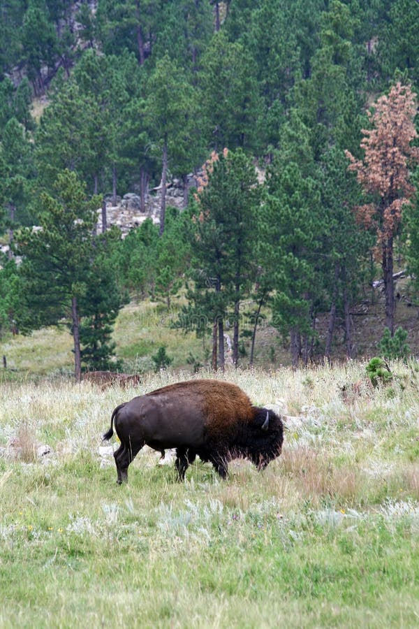 Bison in Custer State Park, South Dakota