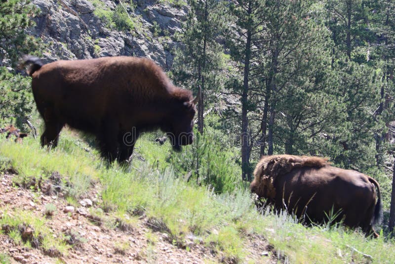 Bison in Custer State Park in South Dakota Stock Image Image of trees, nature 154126421