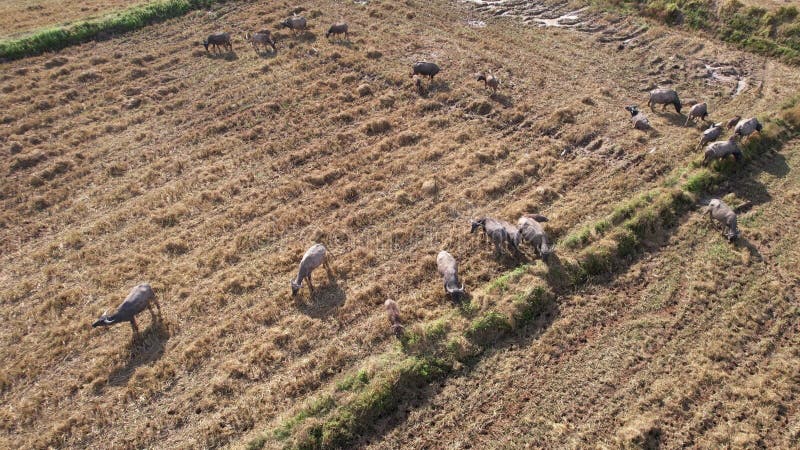 Bison d'eau asiatique en mangeant de l'herbe dans le champ de riz après la récolte à la campagne élevage animal système de ferme o clips vidéos