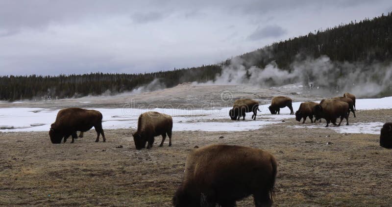 Bison dans le vieux fidèles, le parc national de Yellowstone
