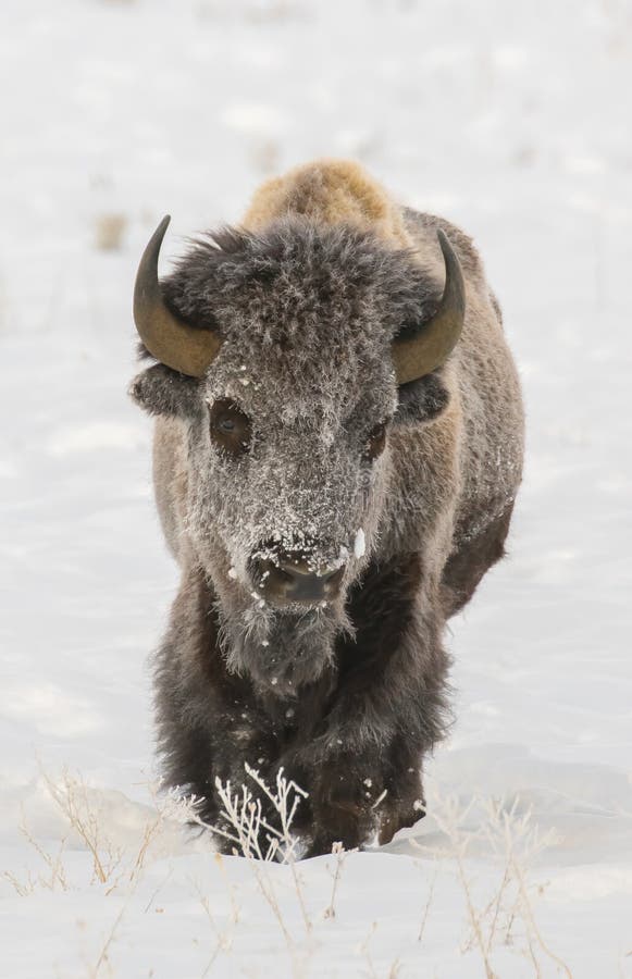 BISON IN DEEP SNOW STOCK IMAGE