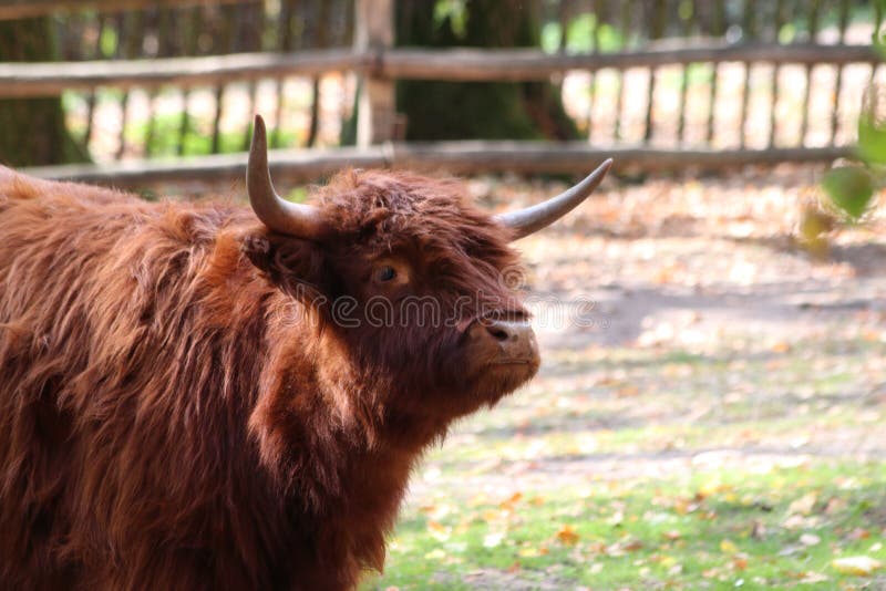 Bison in Deutschland im Zoo in Nürnberg lizenzfreie stockbilder Bison in Deutschland im Zoo in Nürnberg lizenzfreie stockbilder