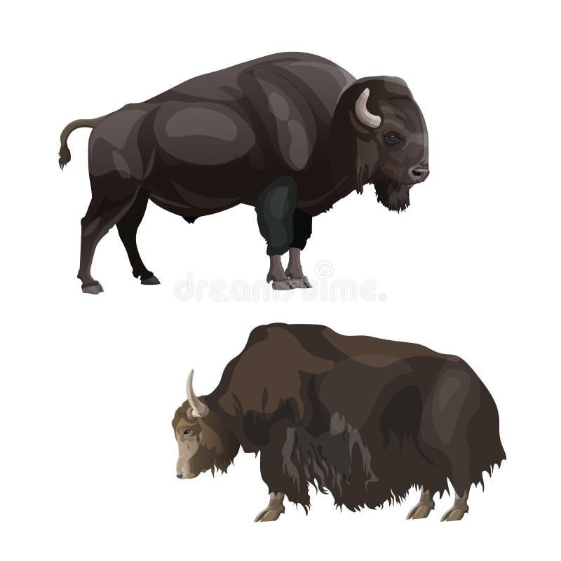 Bison et yaks illustration de vecteur Bison et yaks illustration de vecteur
