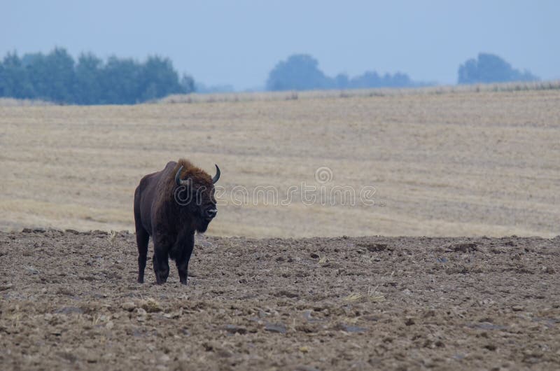 Download BISON EUROPÉEN SUR THE FIELD Photo stock - Image du européen, faune: 76081712