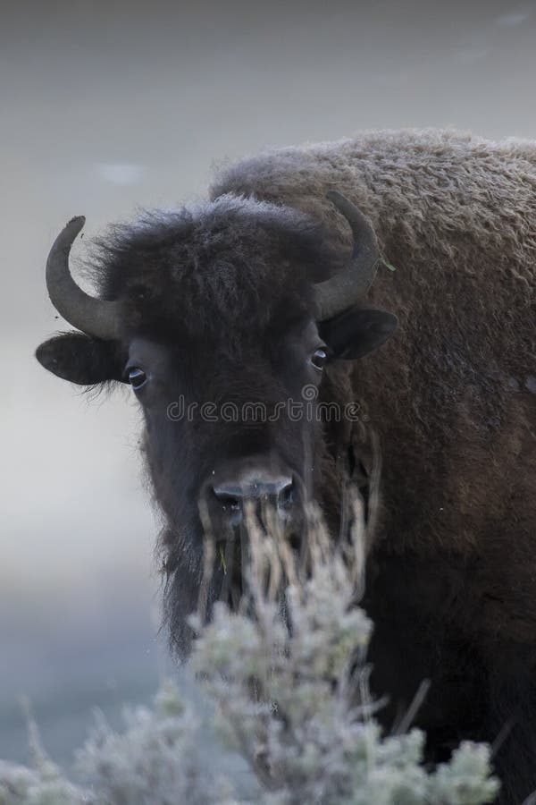 Bison in foggy light with sagebrush in face stock photo