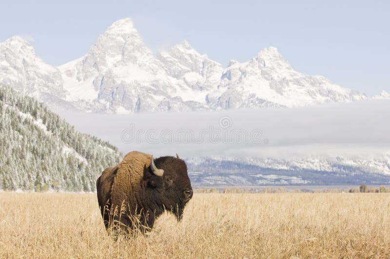 Bison at Grand Teton Mountains royalty free stock images Bison at Grand Teton Mountains royalty free stock images