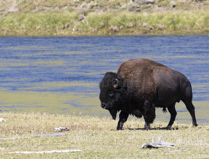 BISON IN GRASS MEADOW STOCK IMAGE royalty free stock images