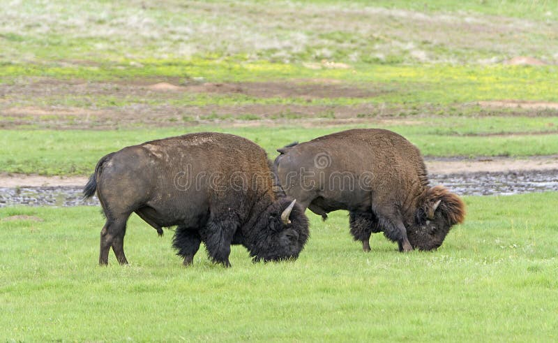 Bison Grazing in the Black Hills