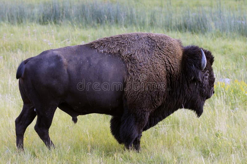 Bison grazing in Yellowstone National park