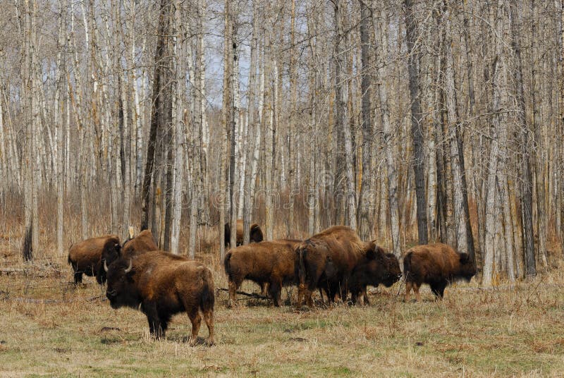 Bison group in park stock photo