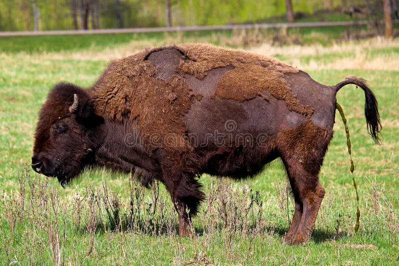 bison-having-watery-poop-93770610.jpg