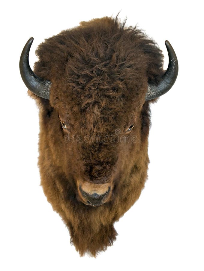 Bison head isolated on a white background. royalty free stock photo