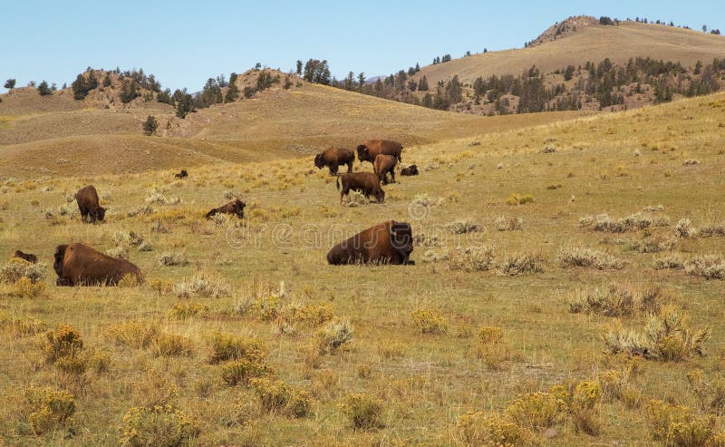 Bison Herd büffel Die Familie des Bisons Yellowstone Nationalpark als Hintergrund lizenzfreie stockfotos Bison Herd büffel Die Familie des Bisons Yellowstone Nationalpark als Hintergrund lizenzfreie stockfotos