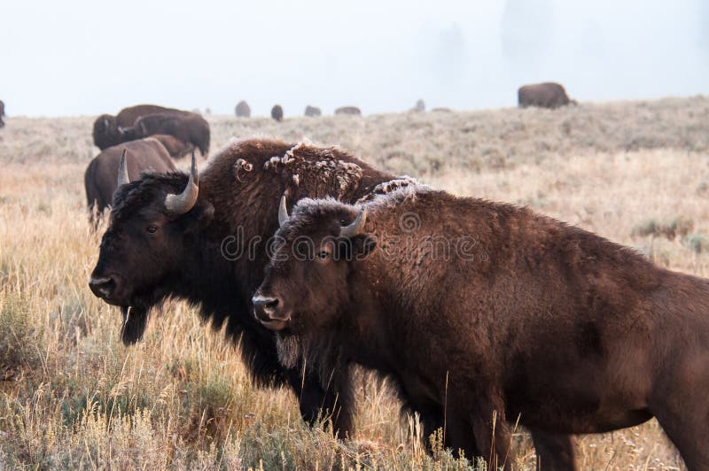 Bison herd stock photos