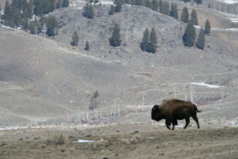 Bison landscape royalty free stock images