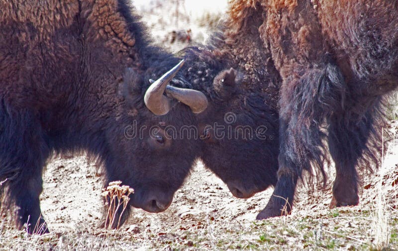 Bison Locking Horns