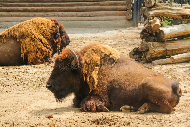 Bison oder europäischer Bison Lat Bison bonasus ist Spezies von Tieren