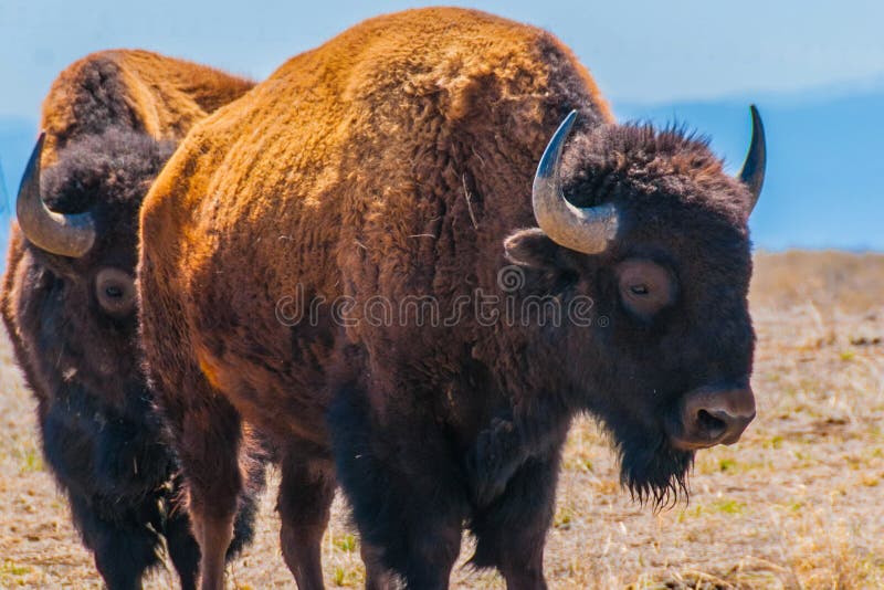 Bison in Field in the Daytime